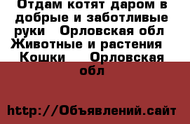 Отдам котят даром в добрые и заботливые руки - Орловская обл. Животные и растения » Кошки   . Орловская обл.